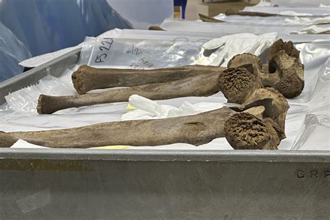 Mastodon bones unearthed by Michigan work crew go on display in museum
